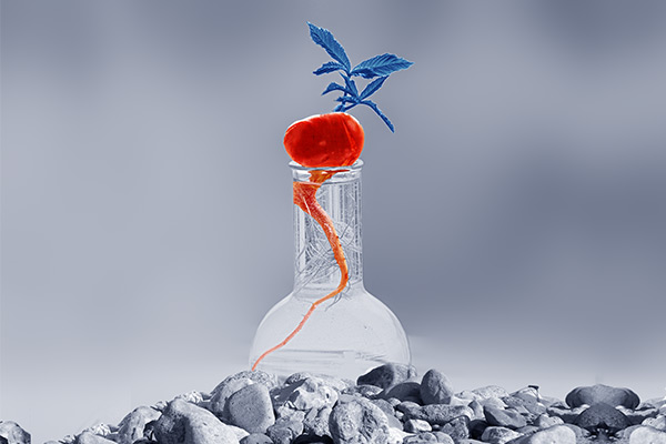 IMPLANTOLOGY - RESISTA