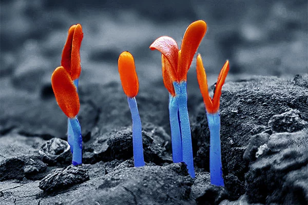 REGENERATIVE - RESISTA